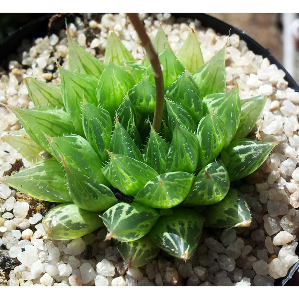 Jade Rare Succulent Live Plant